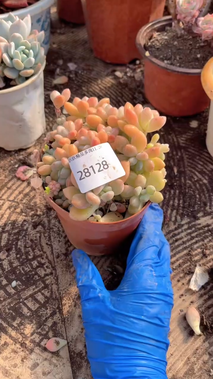 阳**漫跃跃精品多肉30128