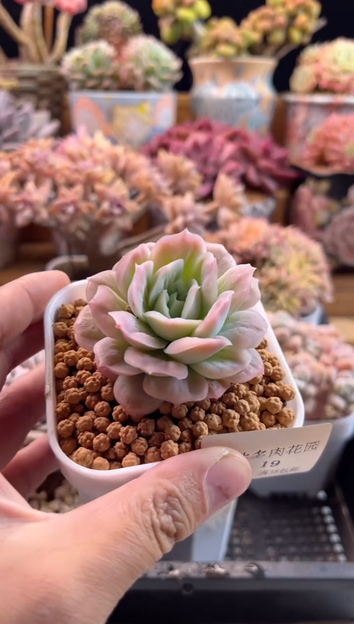 【闪购商品】2.9-19泡泡纱裙