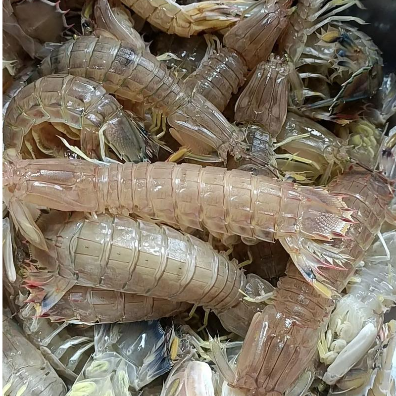 【鲜活皮皮虾】送货上门