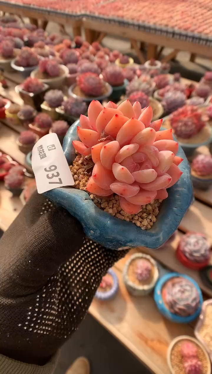 【闪购商品】937雪天使一物一拍