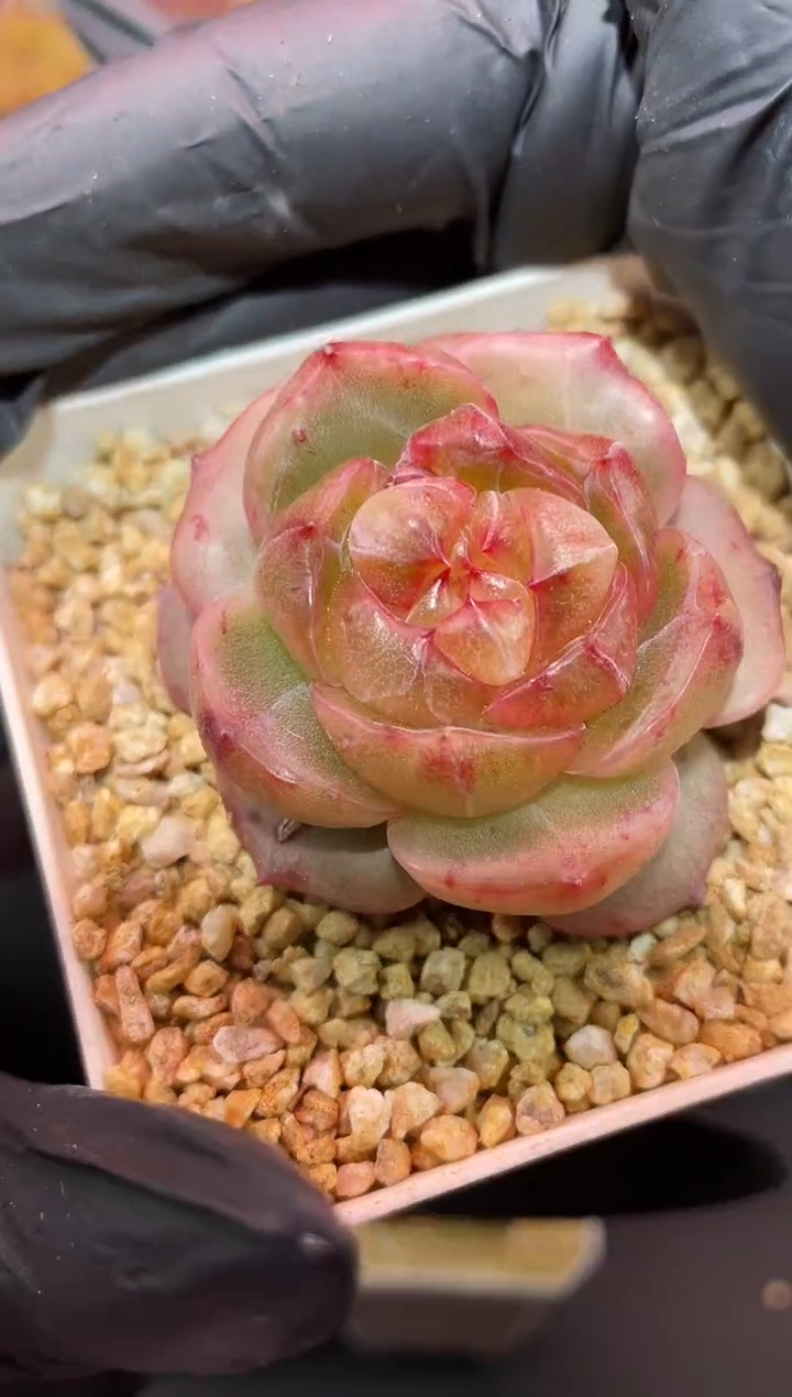 闪购560 沧海遗珠多肉一颗  4-4.5厘米