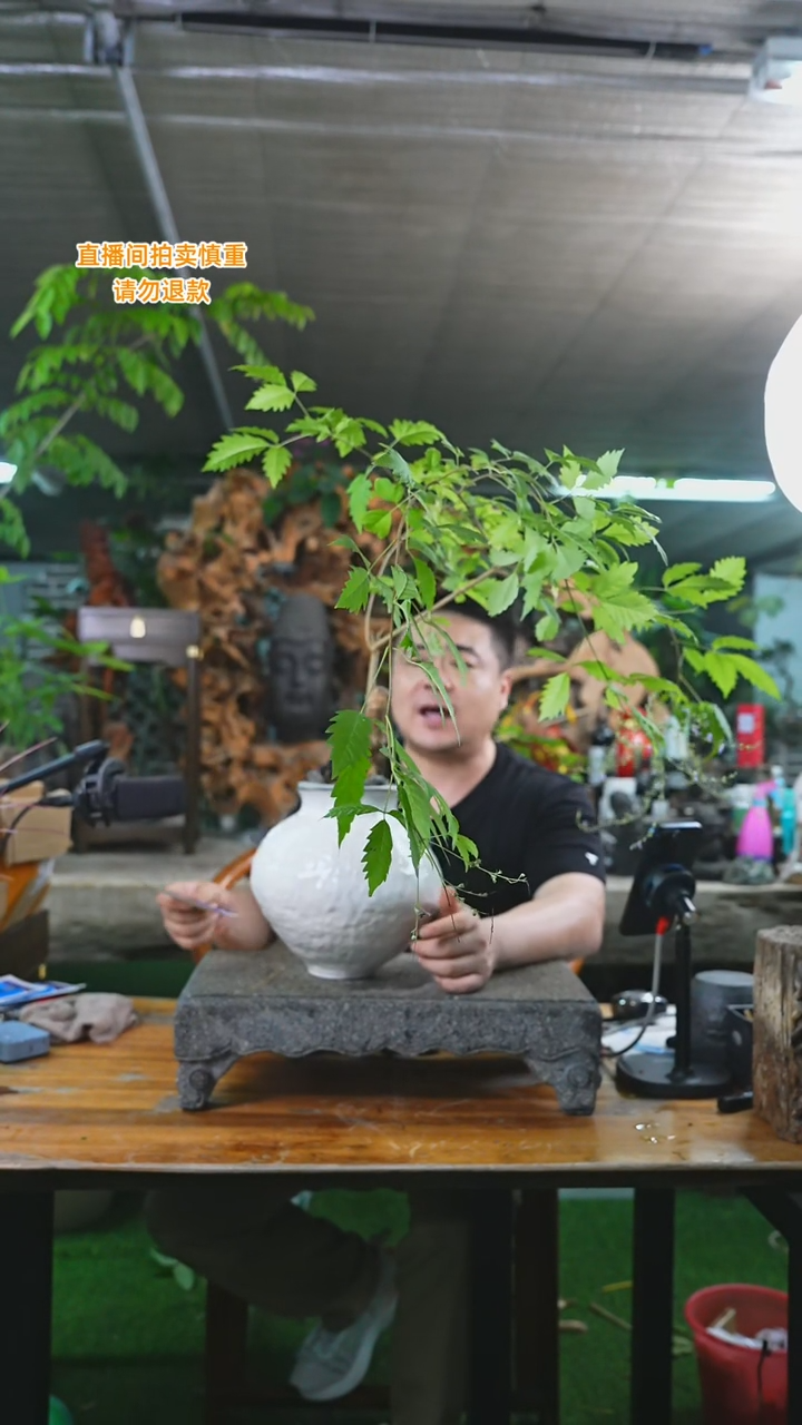 当前无花栽培后可以开花黄荆097+