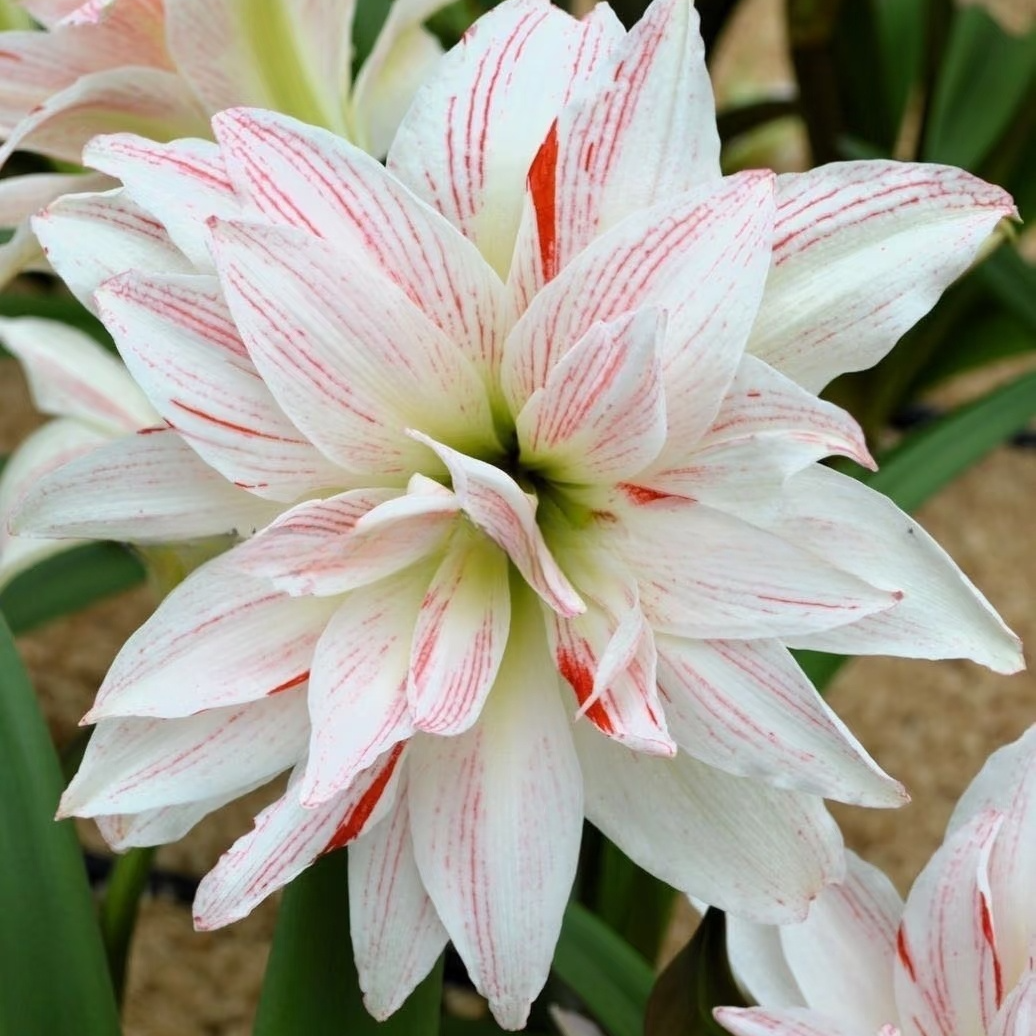 「斑点黛丝」荷兰 朱顶红 进口朱顶红品种  单瓣 实际偏小