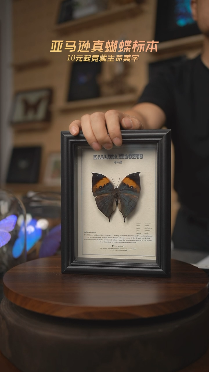 有机玻璃枯叶蝶蝴蝶标本