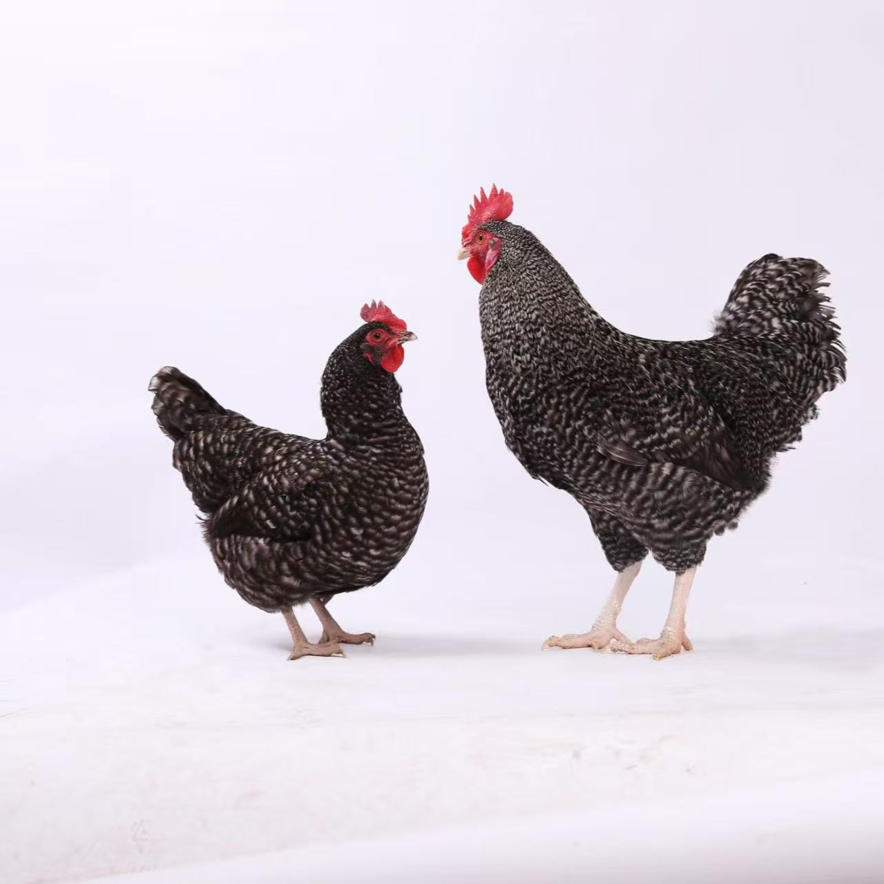 汶上芦花鸡2个月散养绿壳蛋鸡新鲜生鲜整只发货6个