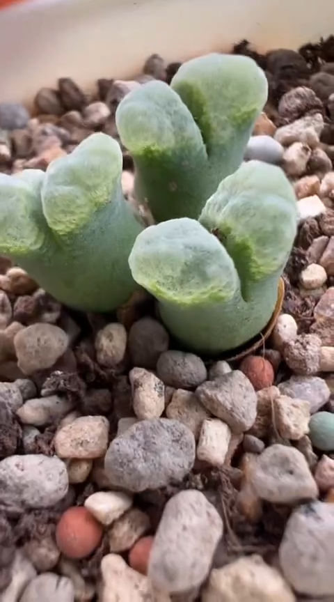 69超级无敌美丽到爆炸美肉。。。。