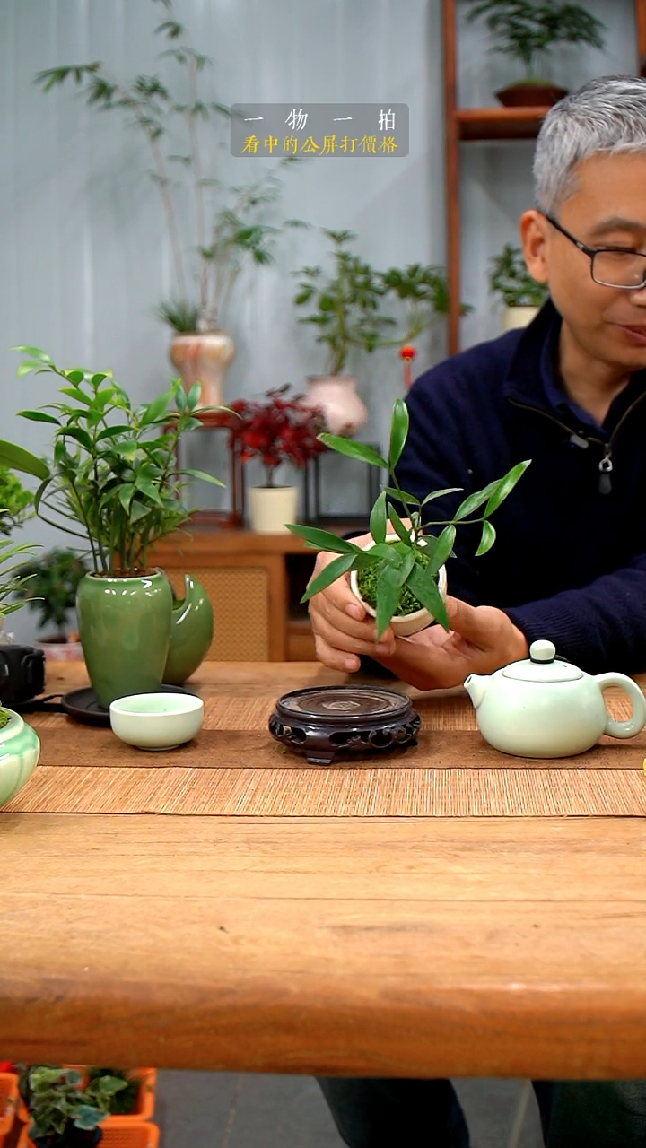 完全开放沉*、竹柏416