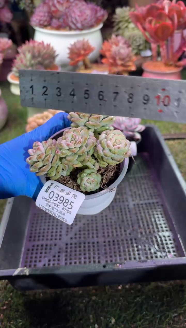 【闪购商品】03985