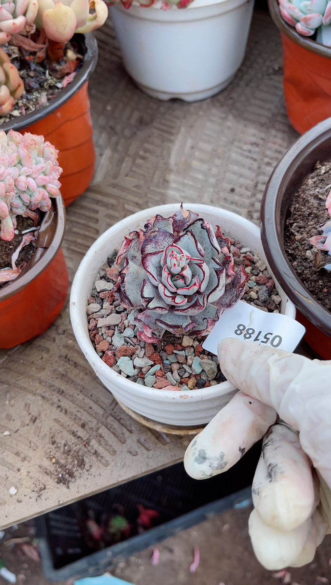 【闪购商品】05188