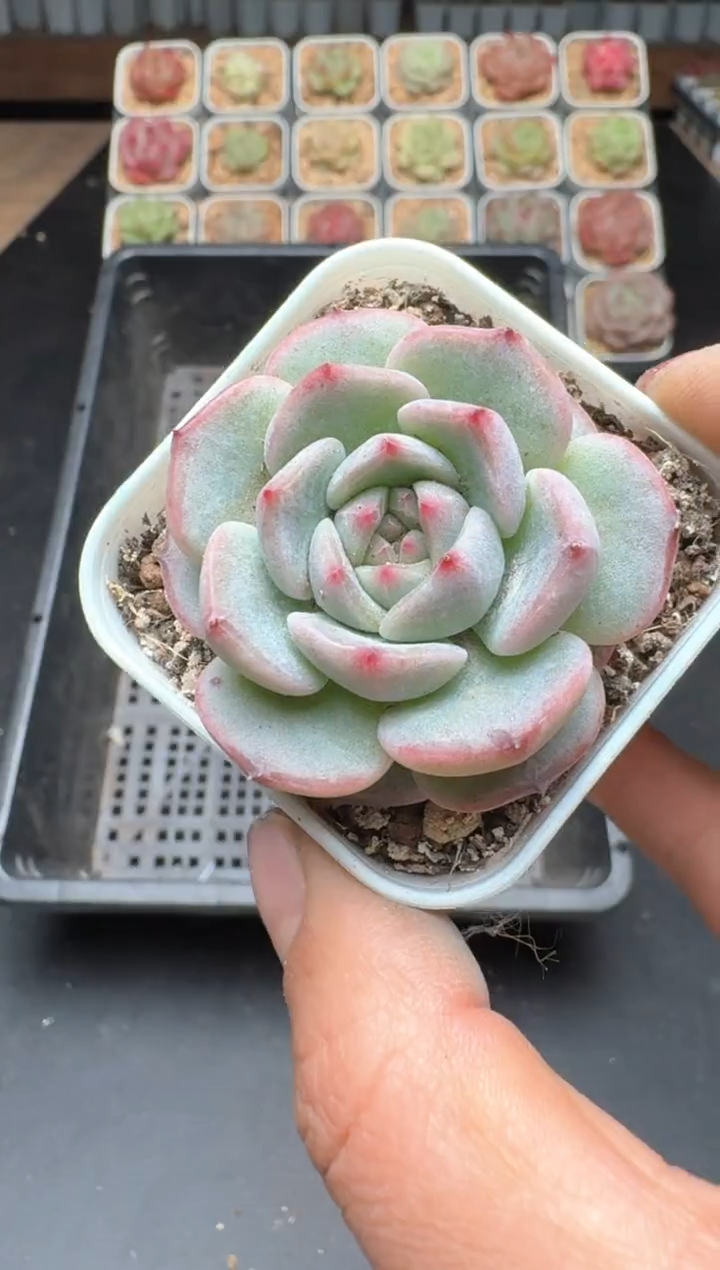 【闪购商品】879B物拍多肉带盆土5.5杯拍3颗包柚