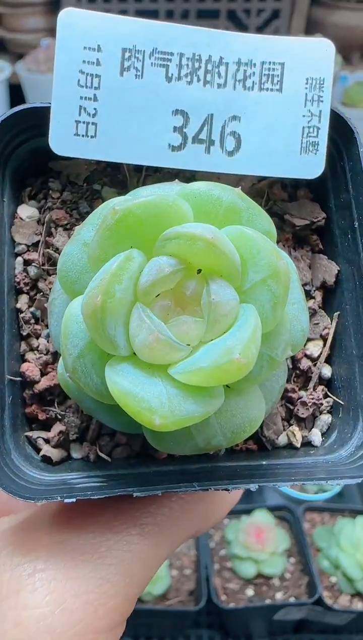 1112-346星月（群生不包整）