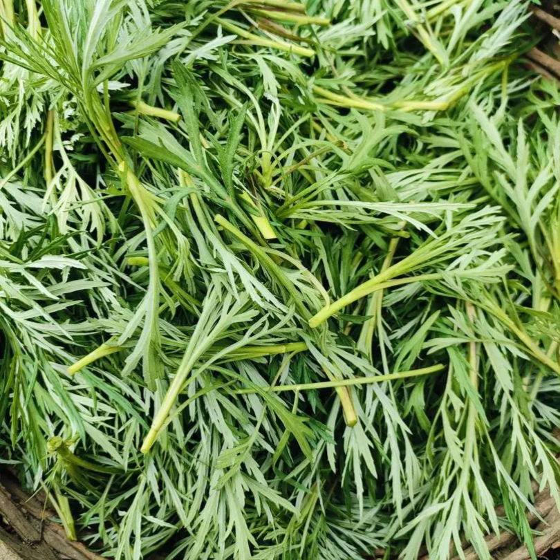 东北野菜新鲜柳蒿芽山野菜顺丰包邮可蘸酱食用