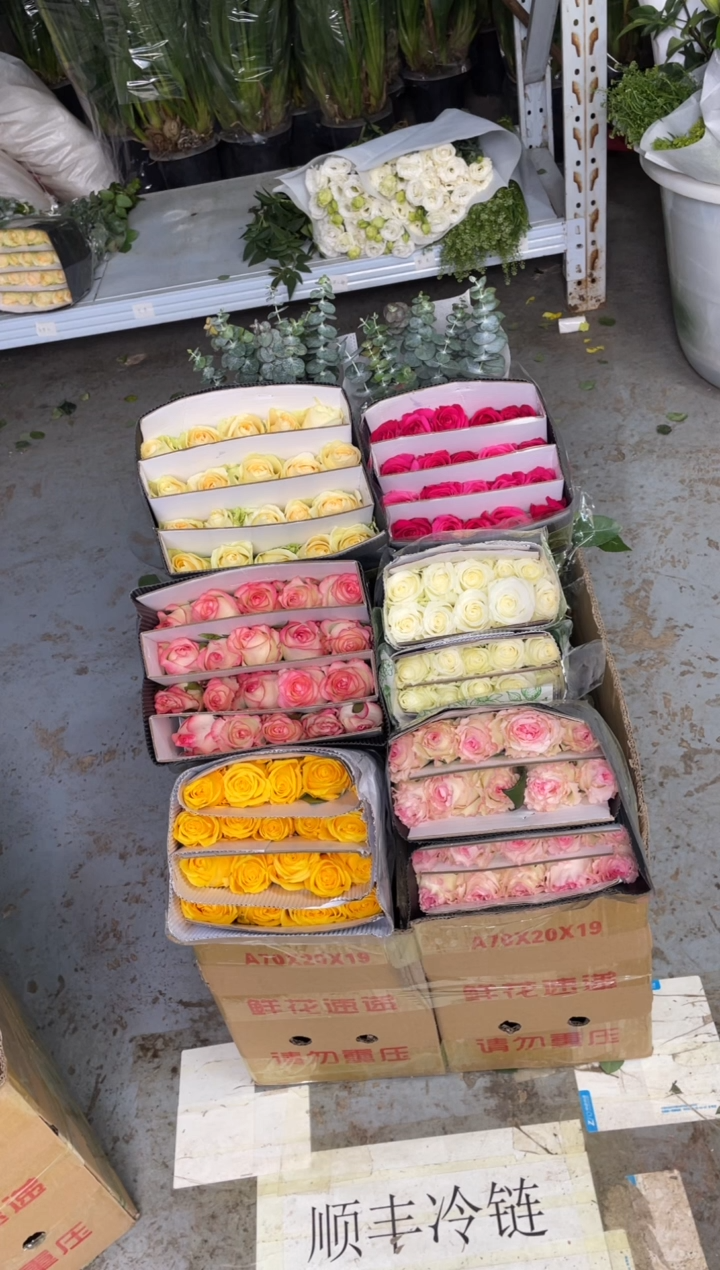 单头玫瑰60枝（任意3个品种）+尤加利