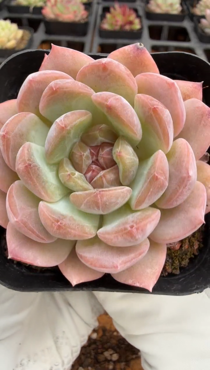 东云多肉园二店-108