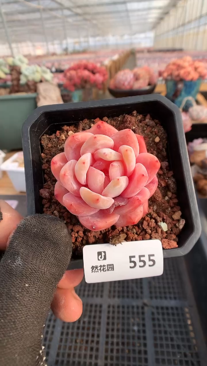 【闪购商品】555雪天使一物一拍