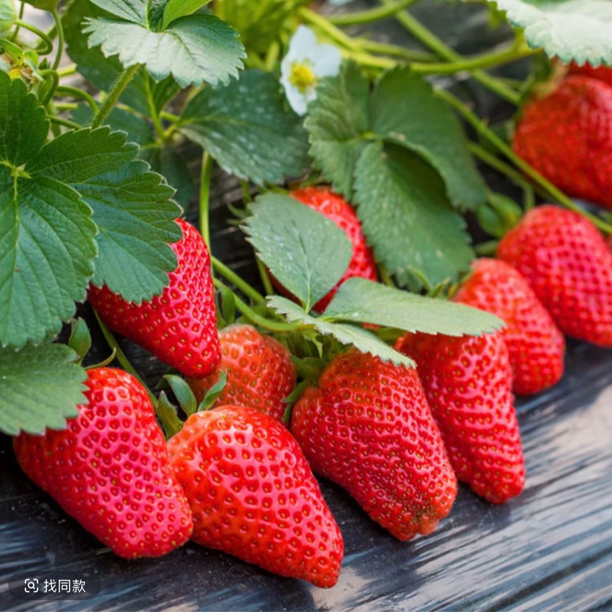 【丹东奶油草莓种子】四季播种草莓种籽子阳台盆栽蔬菜庭院室外