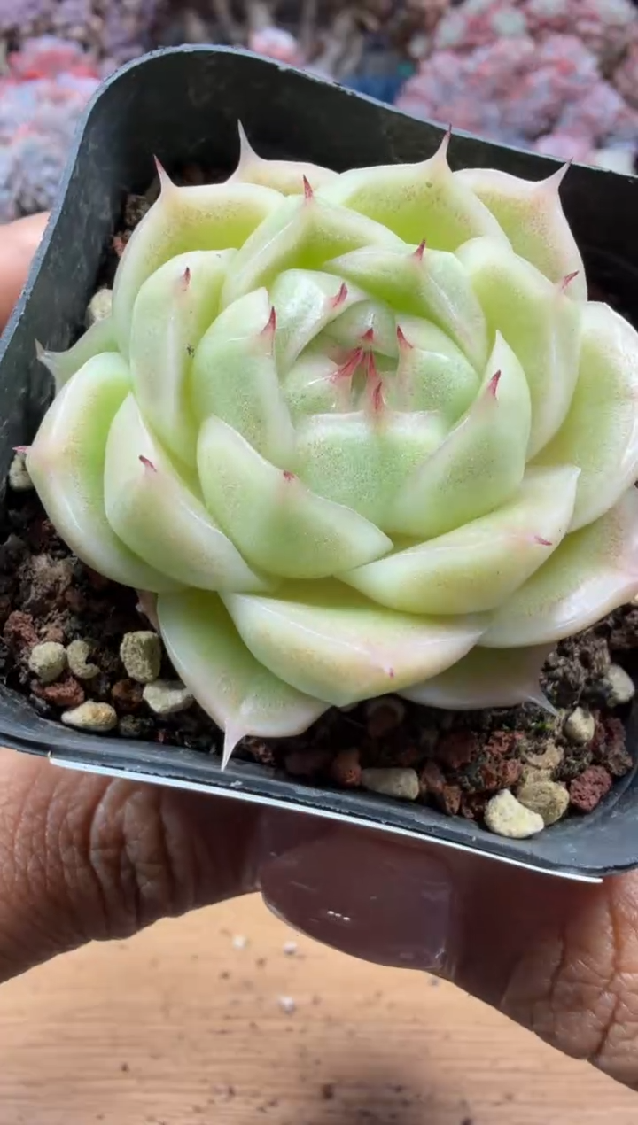 东云多肉园二店-136