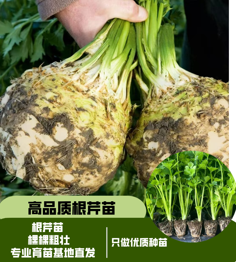 根芹秧苗洋芹菜蔬菜四季阳台菜园盆栽多茬采收