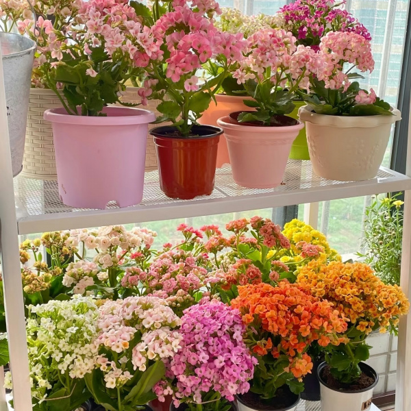 【新疆包邮】精品长寿花 四季开花爆花机器