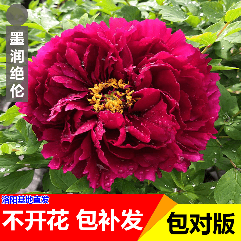 {墨润绝伦}正宗洛阳重瓣牡丹花苗北方耐寒盆栽地栽庭院花卉牡丹苗