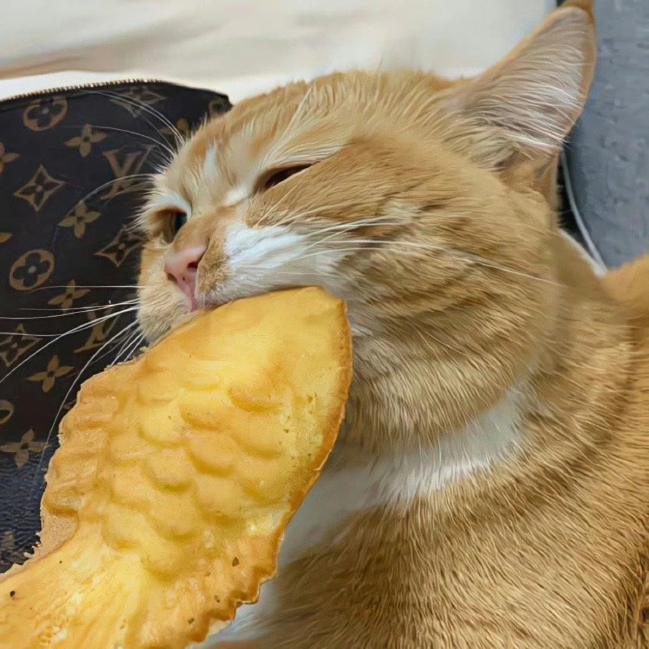 gwsh流心布丁餐盒