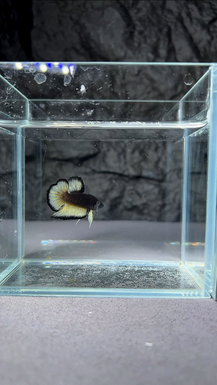 斗鱼竞拍链接062