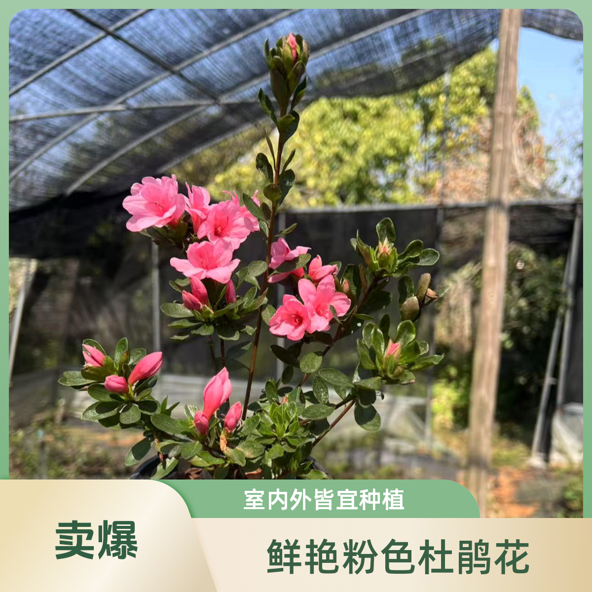杜鹃花盆栽绿植映山红花卉适合阳台卧室办公室装饰