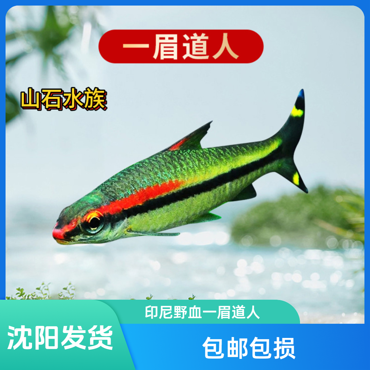 一眉道人  灯科鱼南美小型热带鱼小型淡水观赏鱼好养易活性格温顺