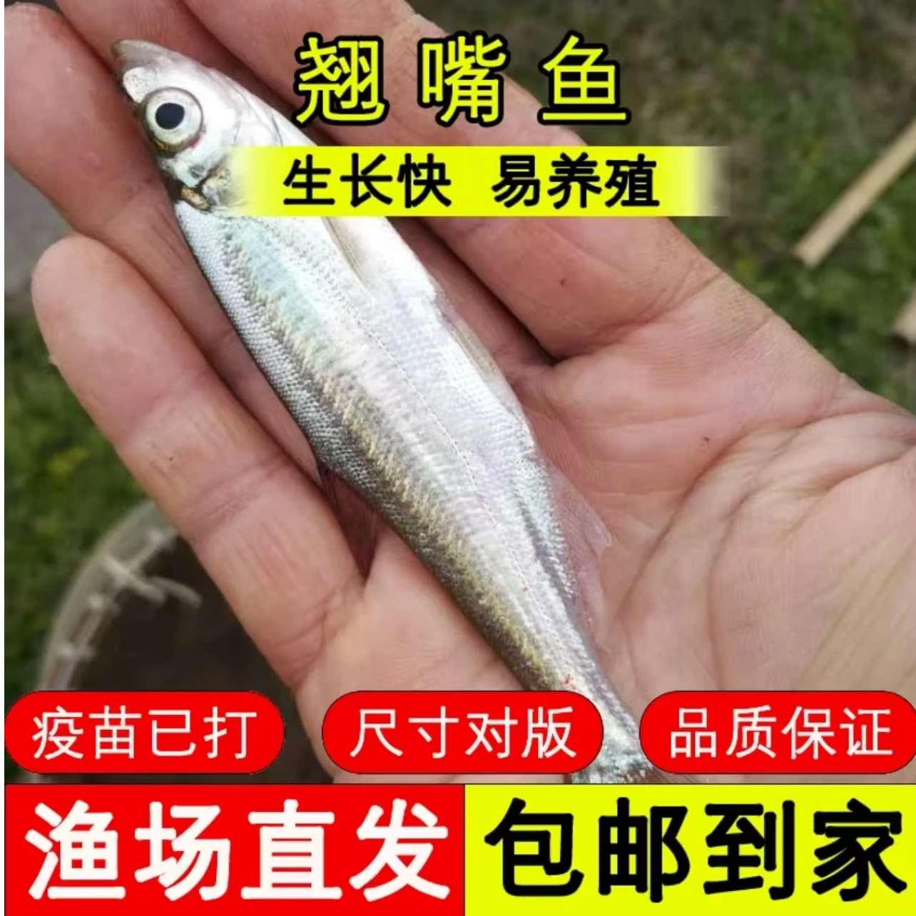 现捞现发 四川翘嘴鱼 生态养殖 渔场直发