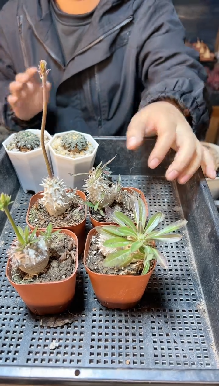 【闪购商品】惠比大黑3公分