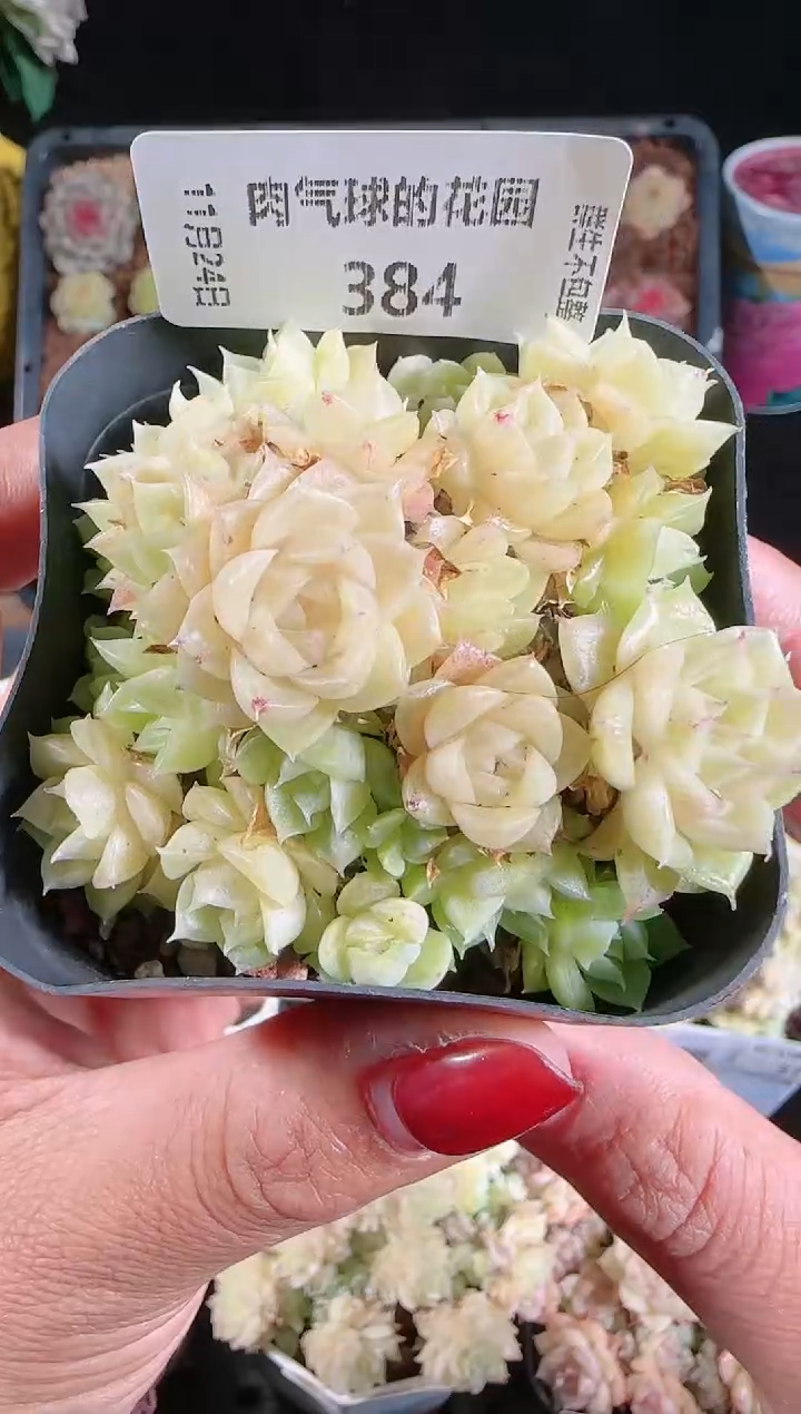 1124-384群生不包整