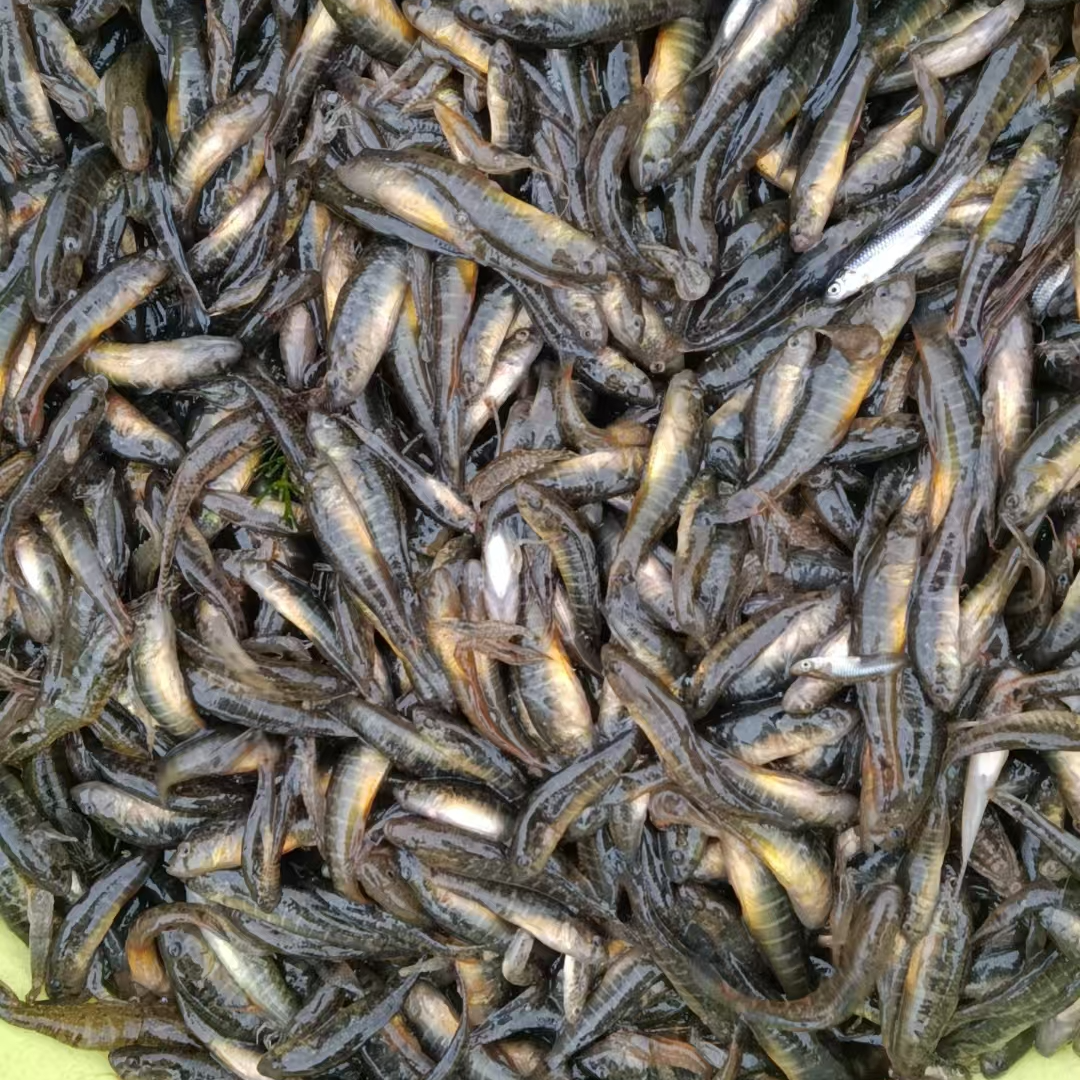 （直播间改价链接）小杂鱼，清水小龙虾，顺丰冷链