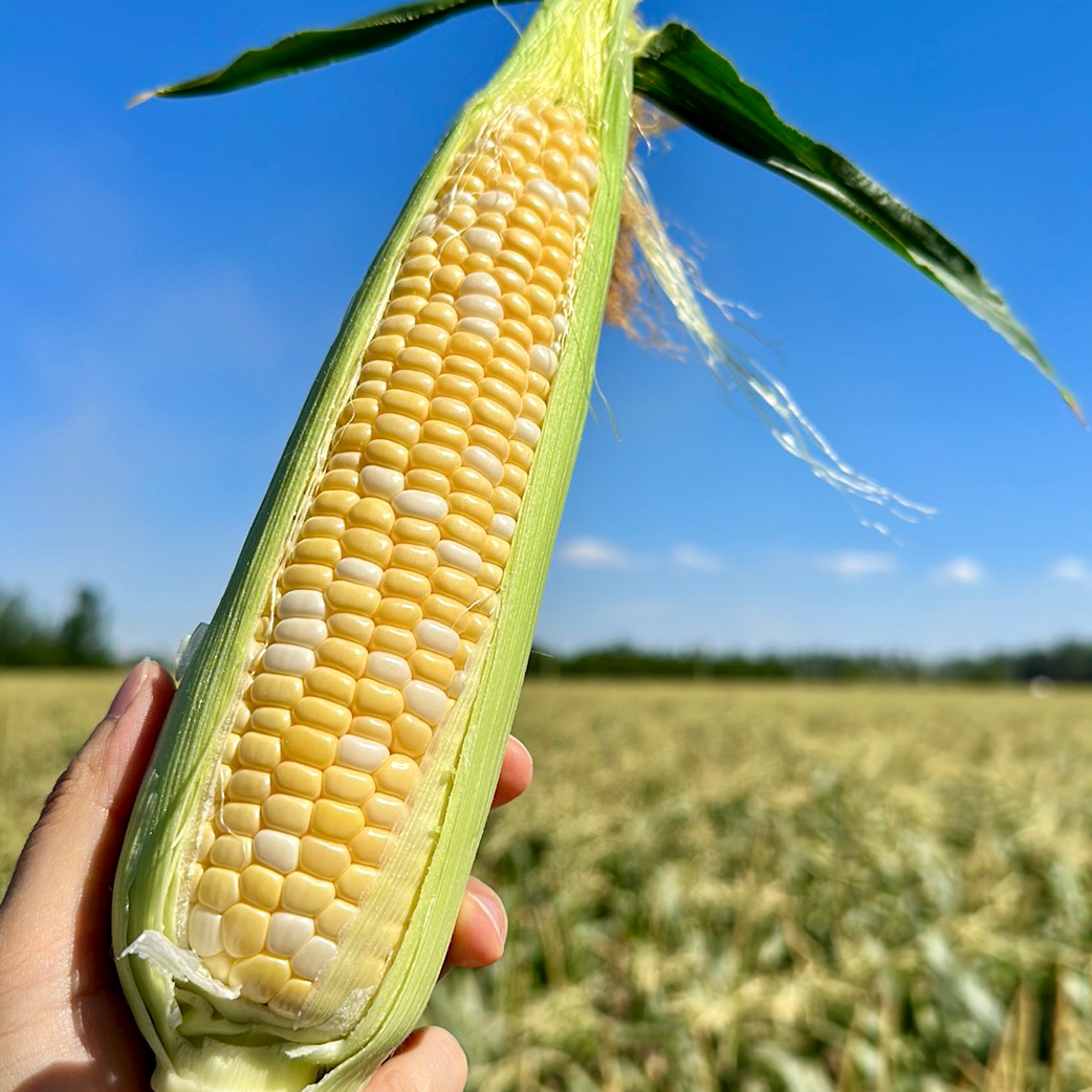 云南水果玉米新鲜玉米脆甜爆汁顺丰