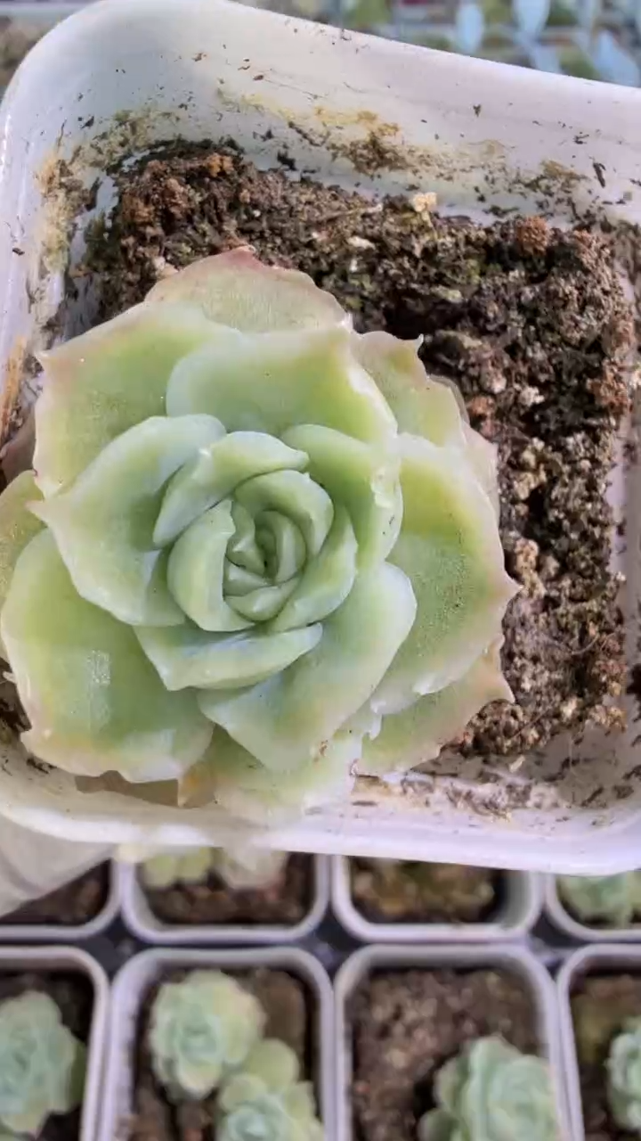 虾饺五方一盆 单双混 量拍混发
