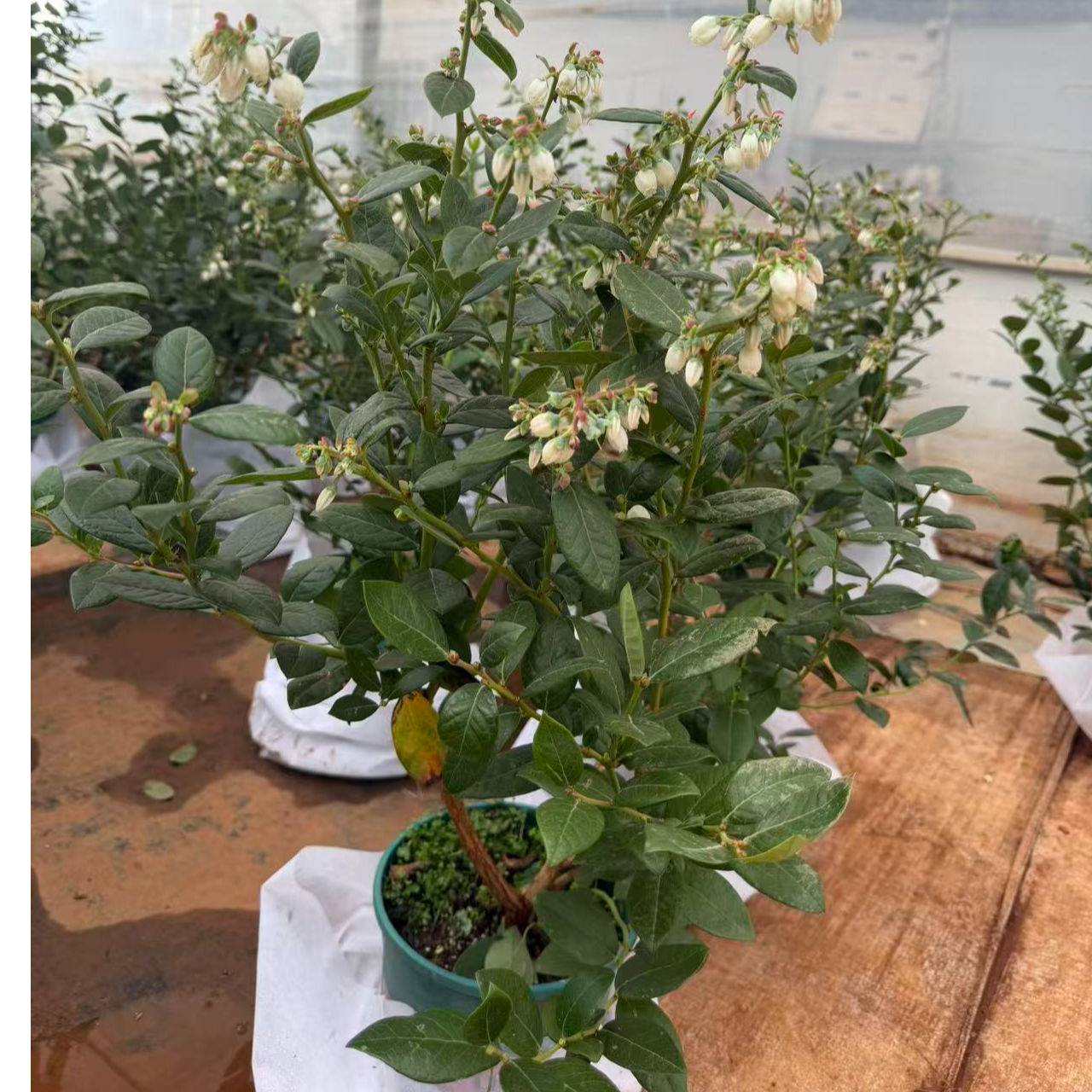 蓝莓树果苗盆栽带花带果南北方种植四季结果阳台庭院适用