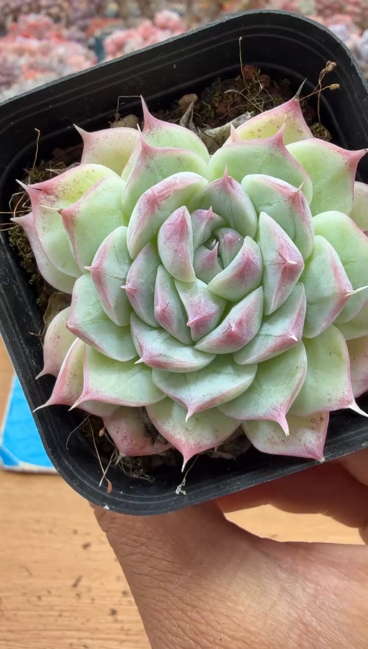 东云多肉园二店-102