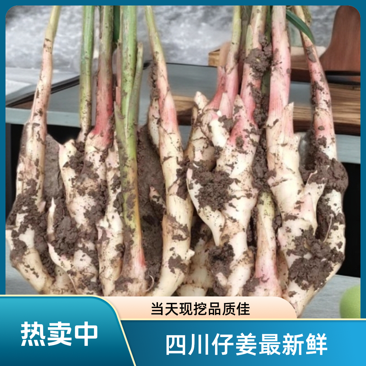 四川新鲜带泥现挖嫩仔姜红芽姜当季蔬菜可醋泡食用新鲜发货带泥