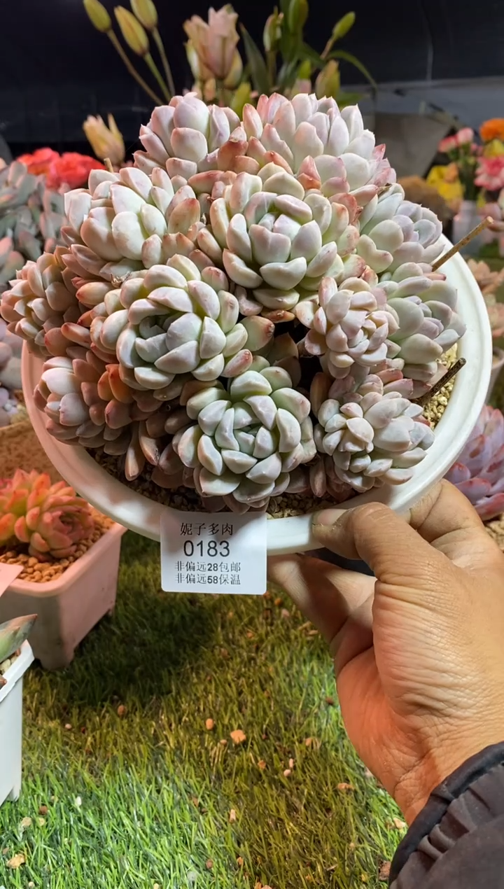 【闪购商品】0183a