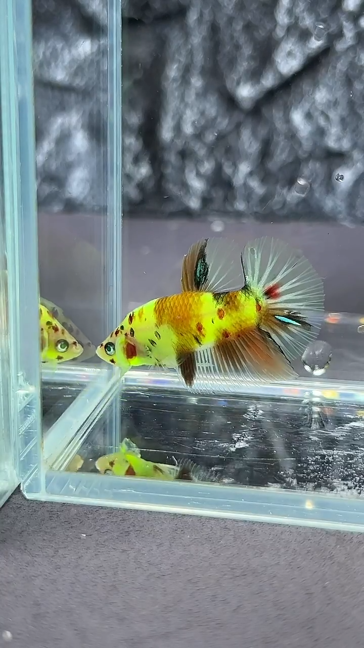 斗鱼竞拍链接A035