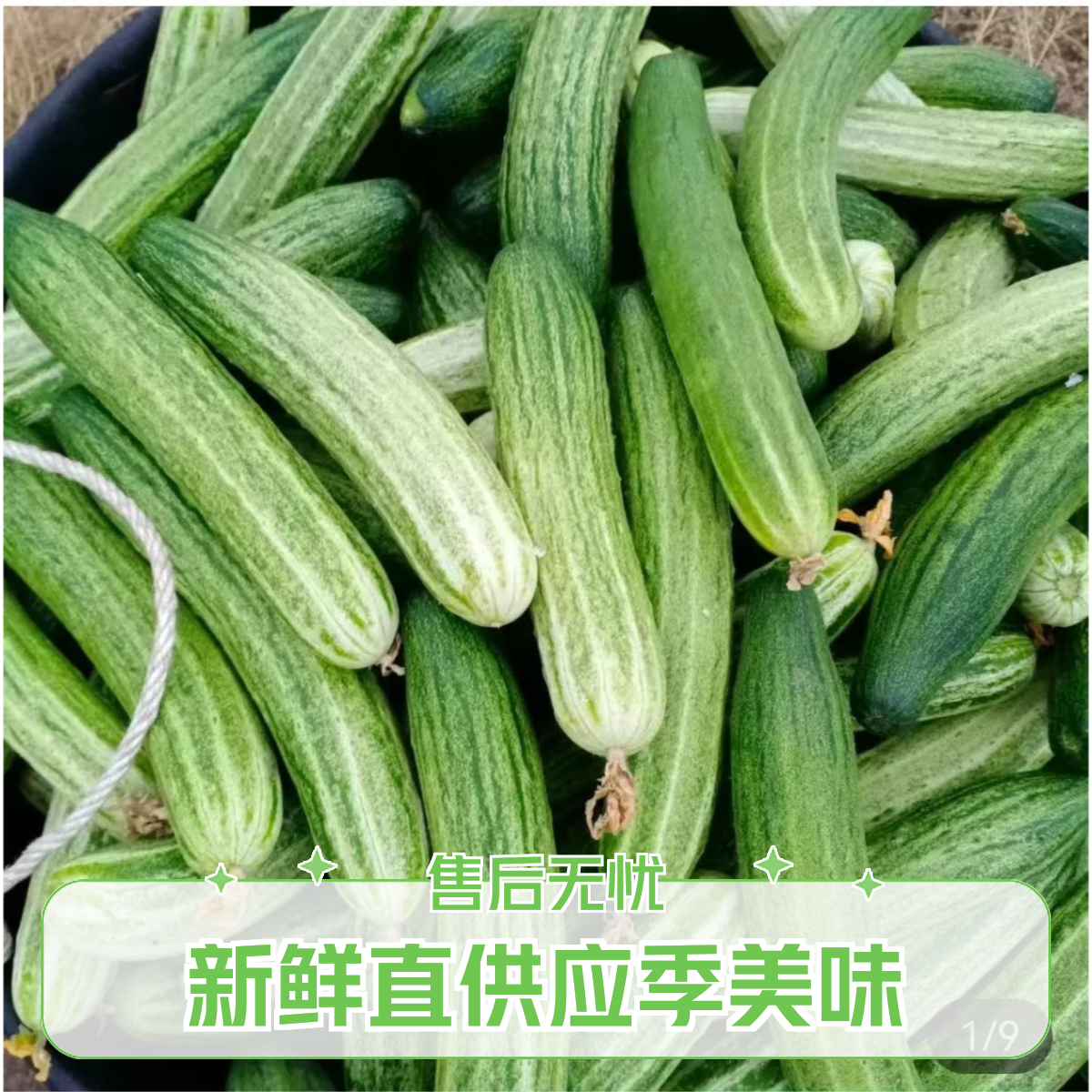 四川本地小黄瓜，现采现发，新鲜直供应季美味