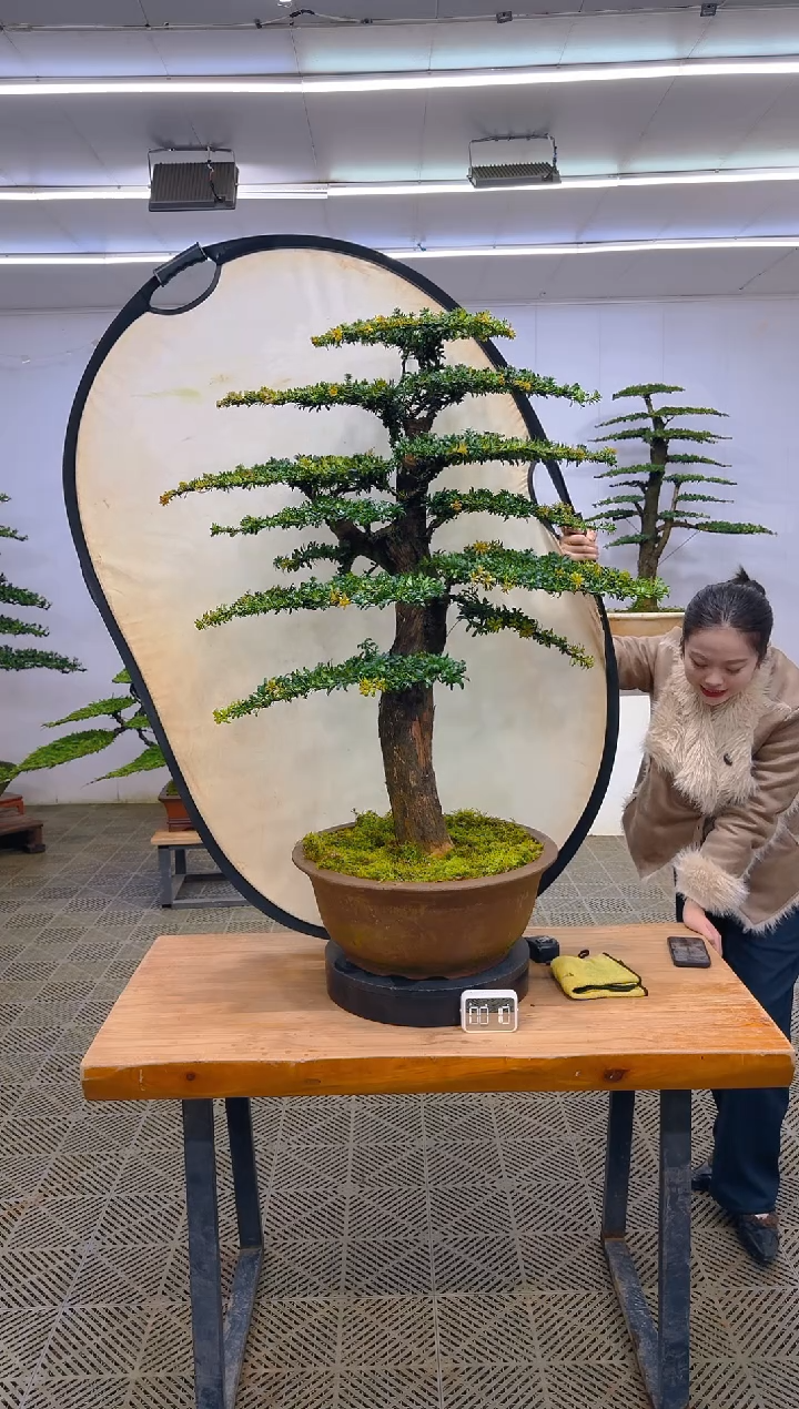 无花朵一物一拍一物一拍