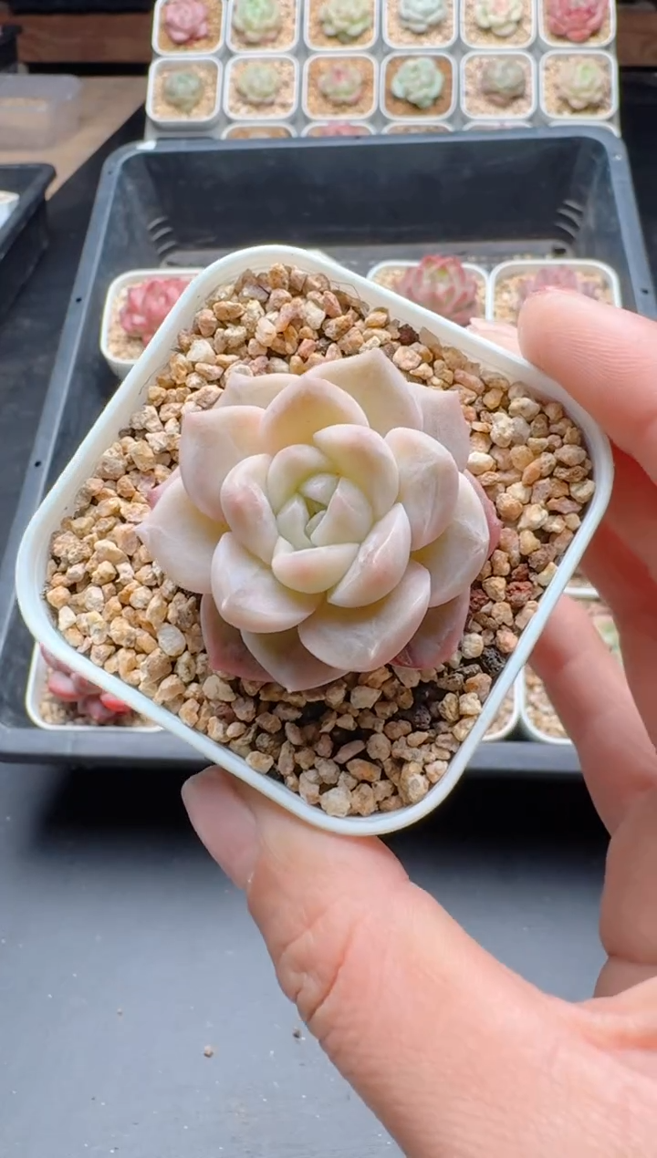 【闪购商品】717A多肉带盆土6.5杯当天拍3颗包柚