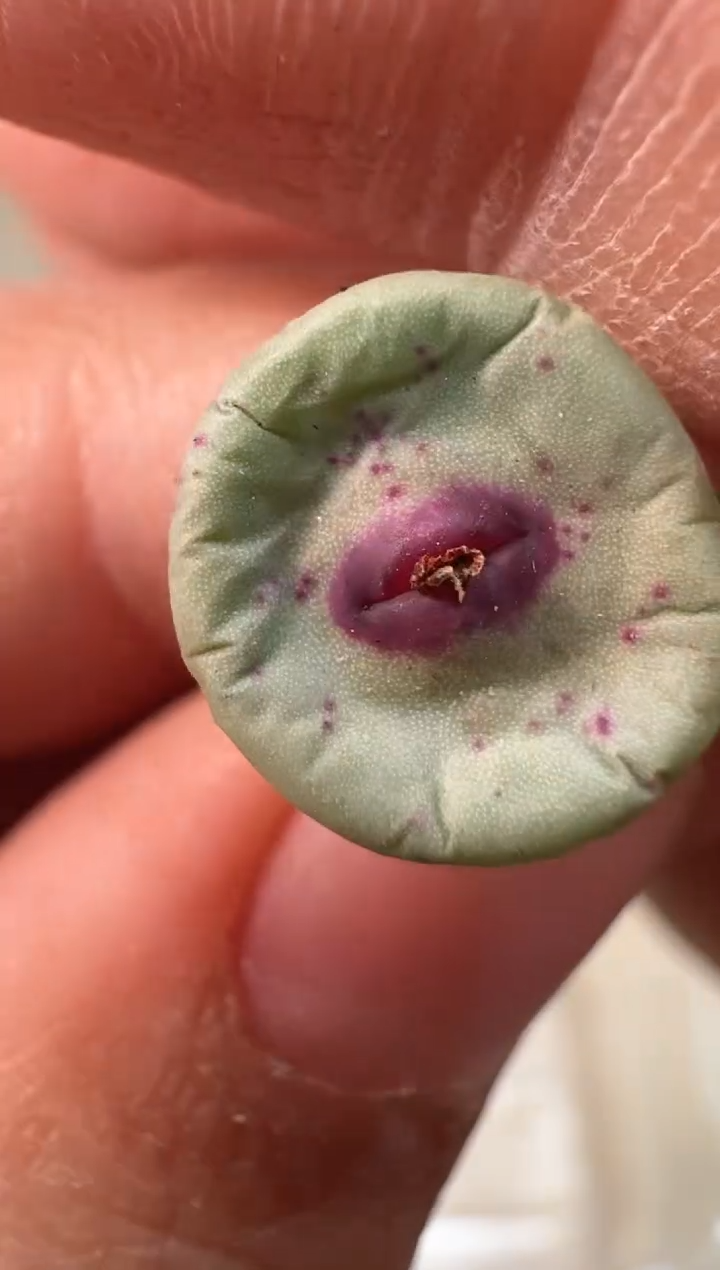 和****红24-114多肉植物肉锥