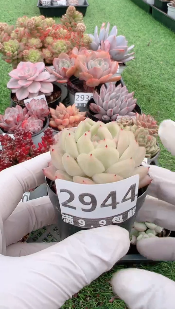 【闪购商品】信福多肉一物一拍