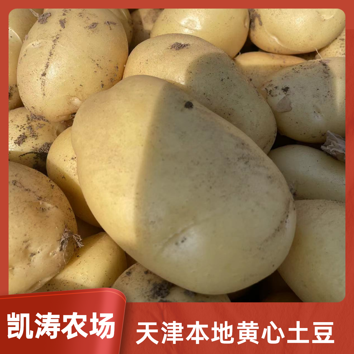 天津本地 黄心土豆5斤 京东顺丰包邮