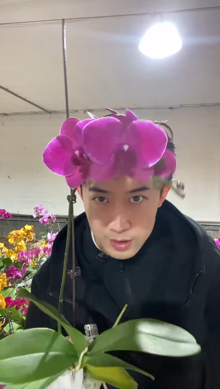 完全开放蒙特勒  蝴蝶兰