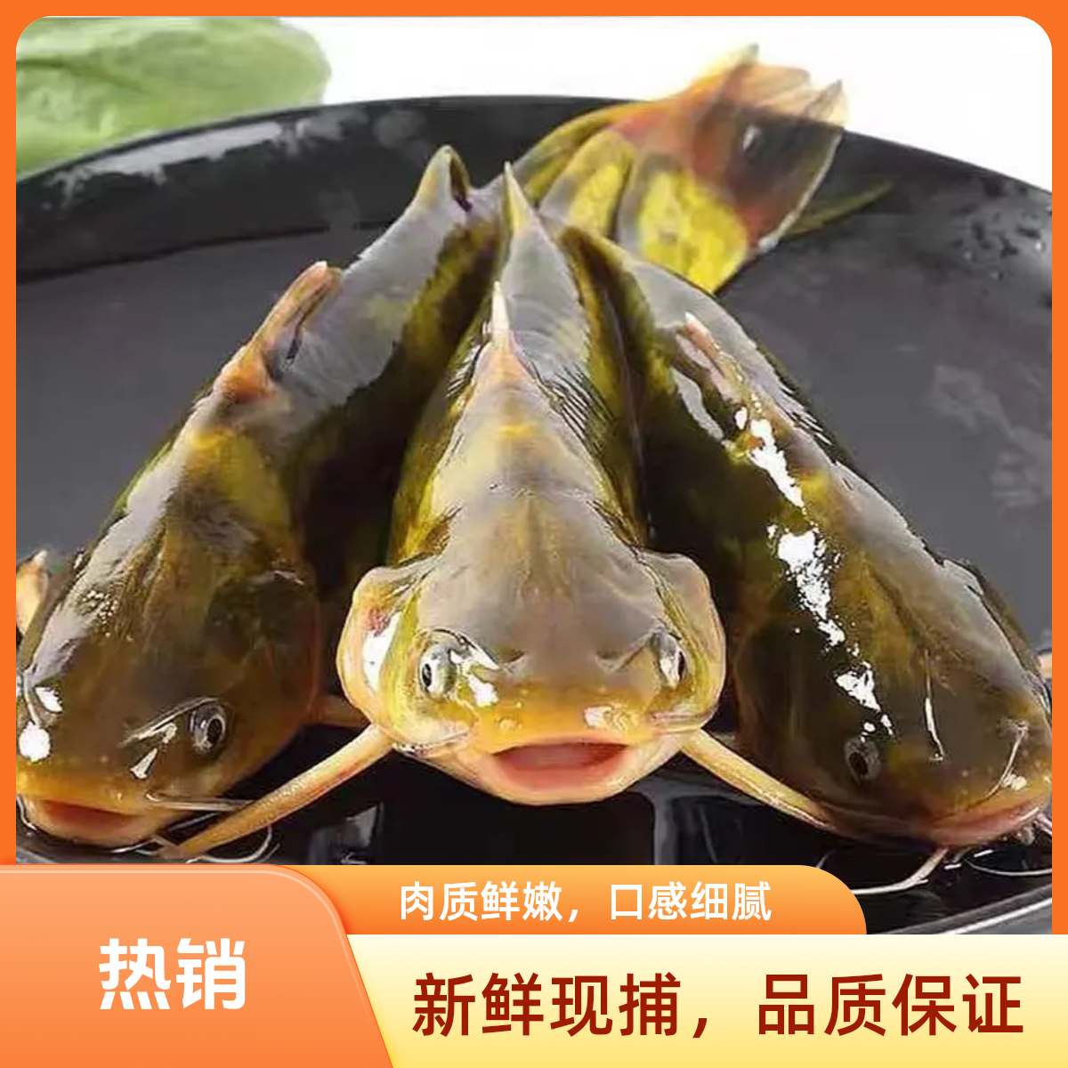 顺丰微山湖生态黄骨鱼黄姑鱼黄辣丁鱼昂刺鱼嘎鱼活鱼现杀