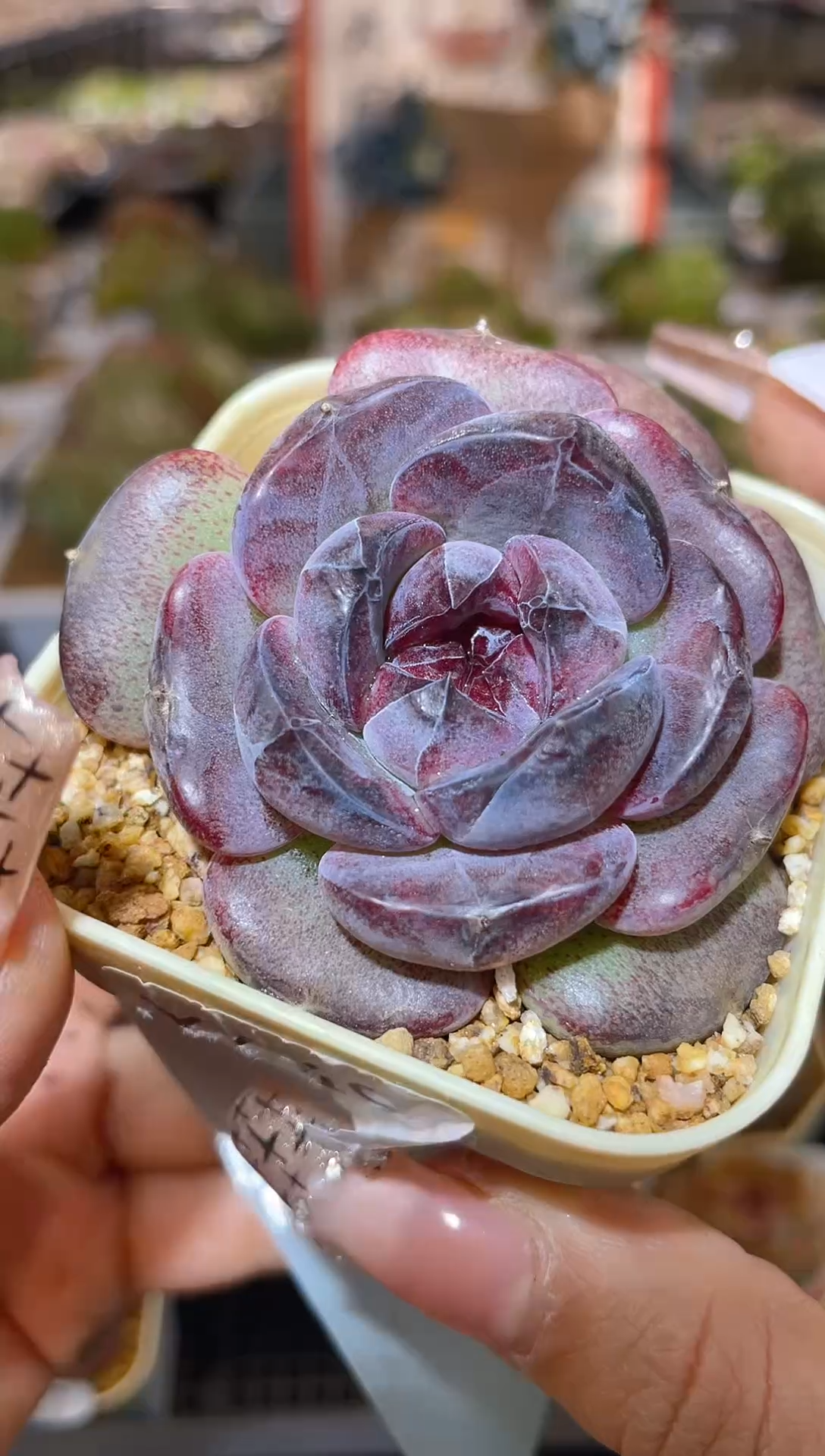 【闪购商品】218野格