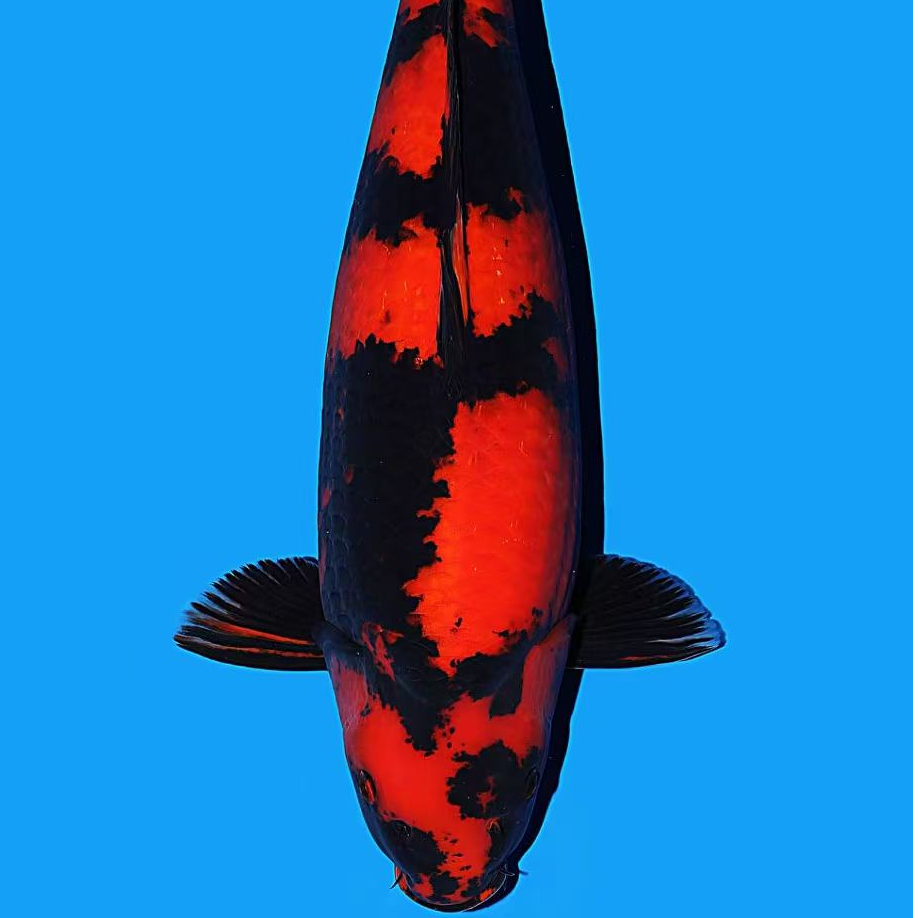 活体锦鲤观赏鱼直播挑选链接6