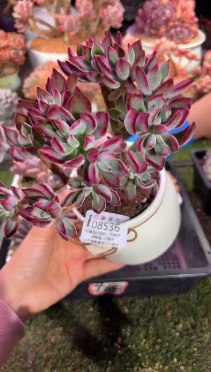 【闪购商品】08536脱土带盆